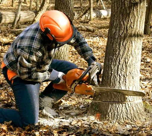 Tree Removal in Greenville, RI